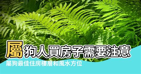 屬狗住宅方位|属狗最佳住房楼层和风水方位